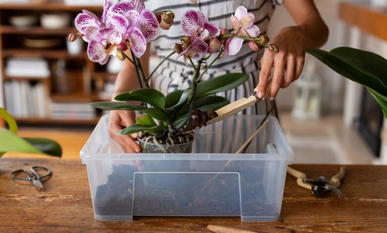 moteris persodina orchidėją